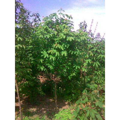 Клен ложноплатановый – Acer  pseudoplatanus клен белый саженцы купить в алматы в Казахстане